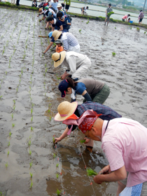 写真：田植え作業5