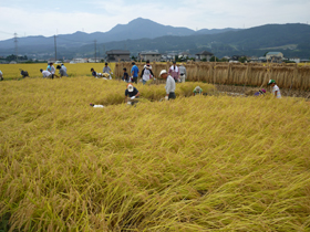 写真：稲刈り作業1