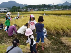 写真：稲刈り作業2