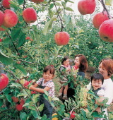 photo:Apples