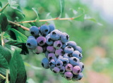 photo:Blueberries
