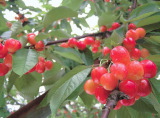 photo:Cherries