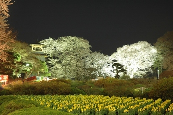 画像：沼田公園鐘楼春夜桜風景
