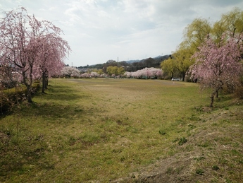 写真：利根川河川広場北側