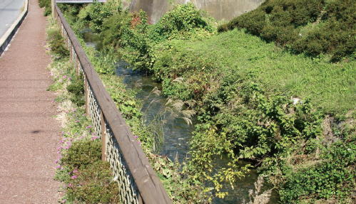 写真：城堀川緑地（第四管理区）