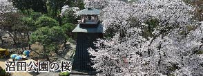 公園の桜