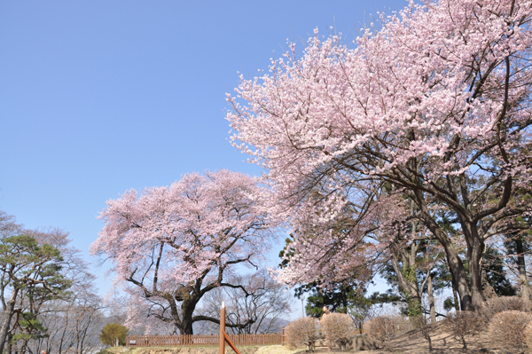 写真：沼田公園御殿桜と二世1