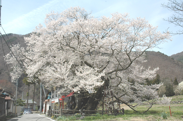 写真：山妻有の桜1