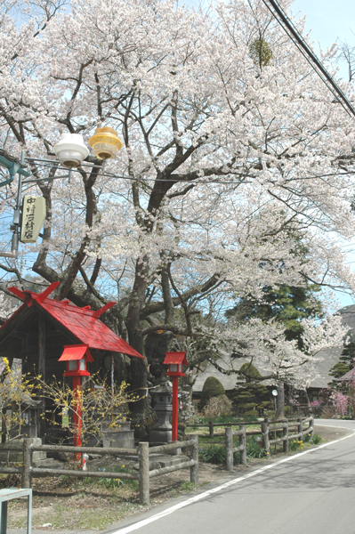 写真：山妻有の桜2