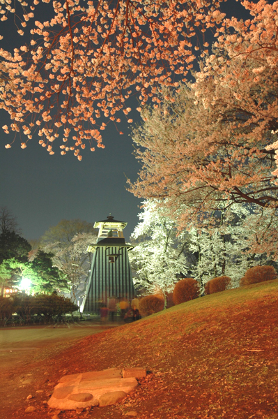 写真：沼田公園ライトアップ2