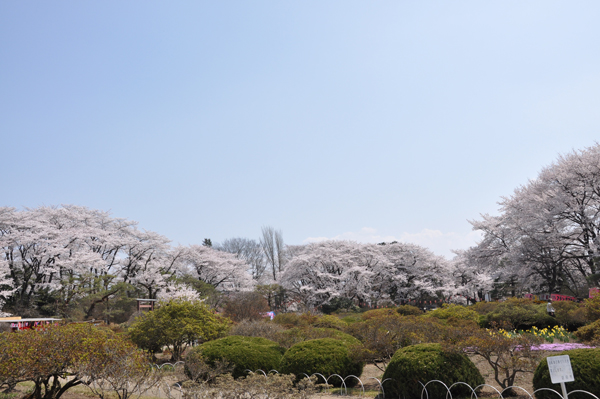 写真：沼田公園内のソメイヨシノ1
