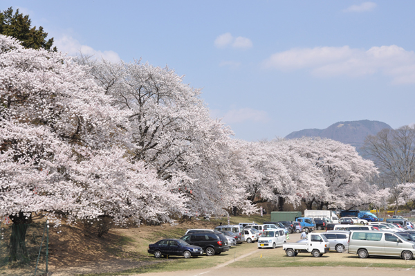 写真：沼田公園内のソメイヨシノ2