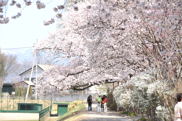 写真：沼田公園内のソメイヨシノ3