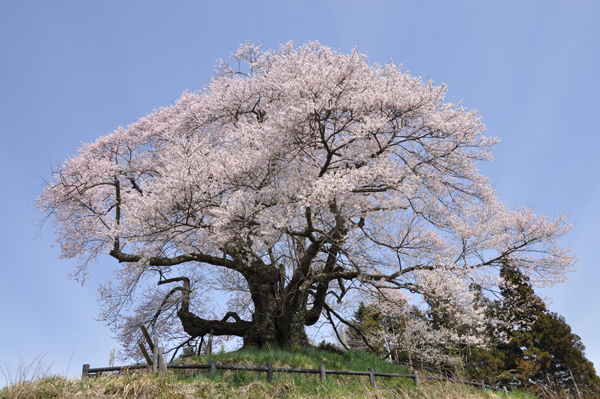 写真：発知のヒガンザクラ1