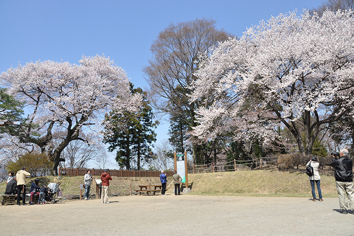 写真：御殿桜