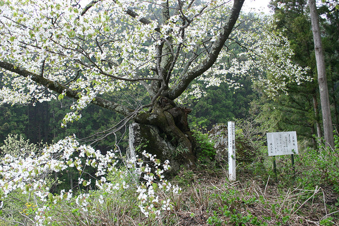 写真：石割桜