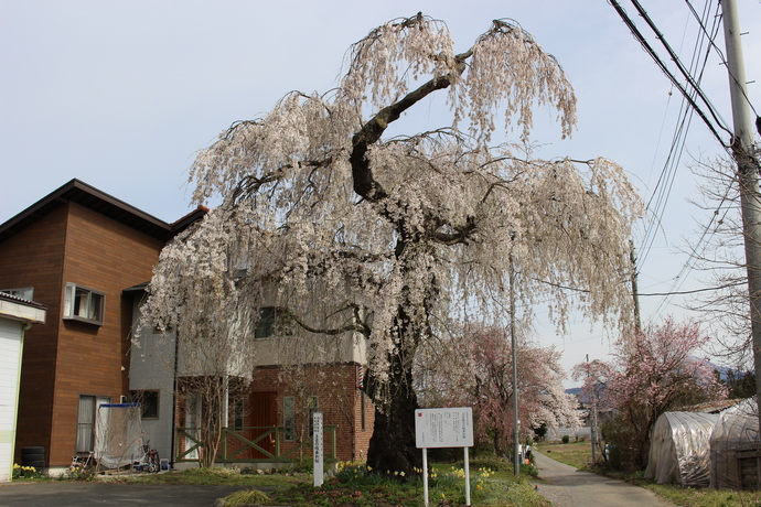 写真：上古語父の枝垂れ桜