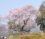 写真：桜の木