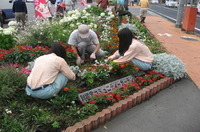写真：市の花ききょう普及活動