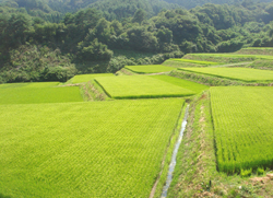 写真：中山間地域の水田