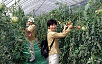 写真：トマト・野菜狩り