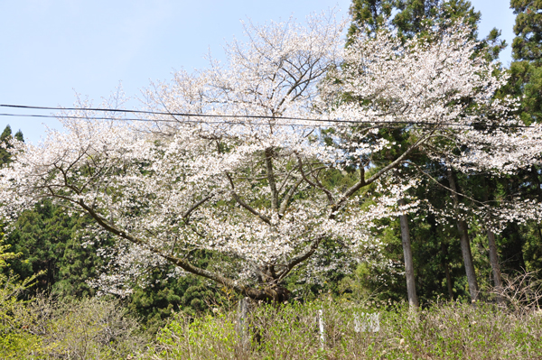 写真：石割桜