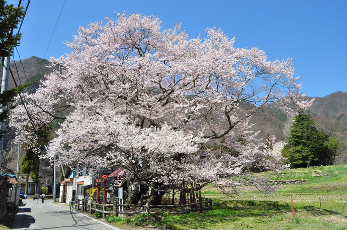 山妻有のサクラ