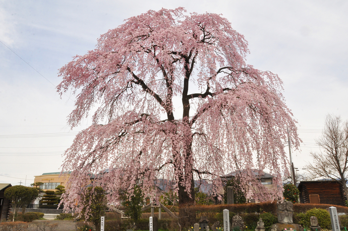 写真：城堀川沿いシダレザクラ