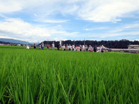 写真：緑色の田んぼ