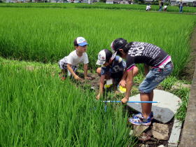 写真：田んぼのほとりで何かを見つけて集まっている子どもたち