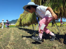 写真：はってがけをした稲の下をくぐる子ども