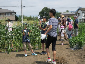 トウモロコシ収穫