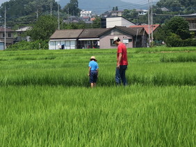 親子で田んぼを歩く