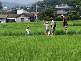 田んぼで虫取りする親子