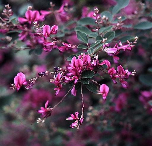 萩の花