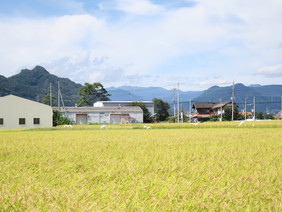 黄金色の田んぼ