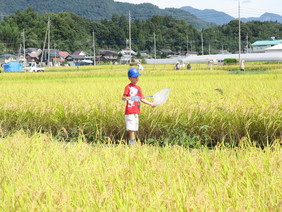 虫取りをする男の子