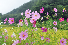 写真：コスモスと田園風景（池田地区）