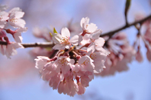 写真：桜