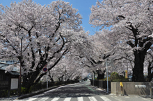 写真：十王公園の桜