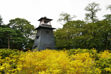 写真：沼田公園（オミナエシ）