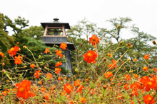 写真：沼田公園（コスモス）