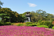 写真：沼田公園（センニチコウ）