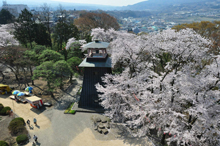 写真：沼田公園（桜）