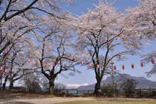 写真：沼田公園（桜と谷川連峰1）