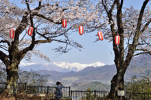 写真：沼田公園（桜と谷川連峰2）