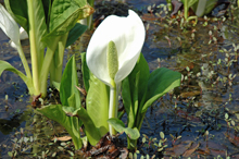 写真：水芭蕉（老神湿地公園）