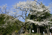 写真：石割桜