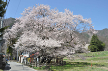 写真：山妻有の桜