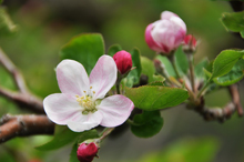 写真：りんごの花